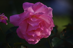 薔薇　15