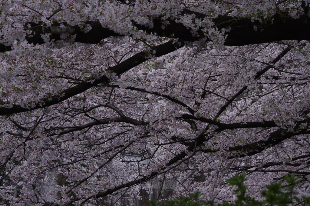 桜　7