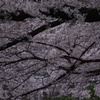 桜　7
