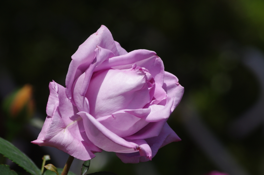 薔薇　5　日比谷公園　5月