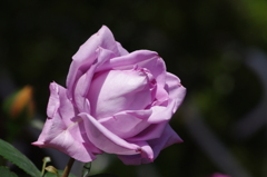 薔薇　5　日比谷公園　5月