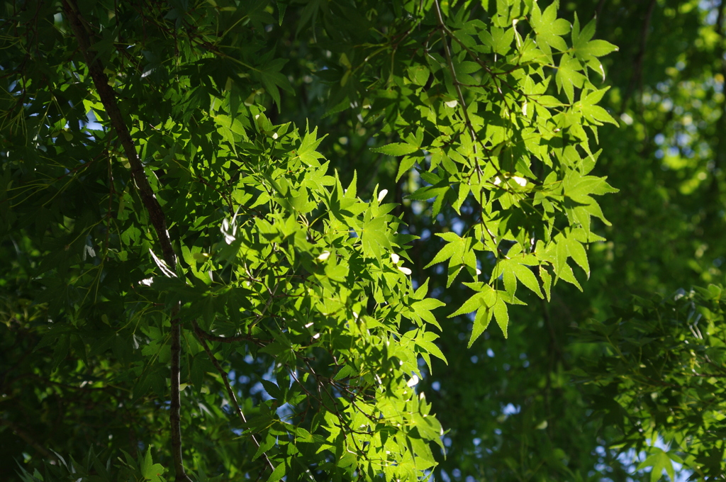 緑モミジ　2　新江戸川公園　８月