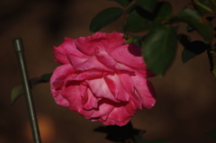 薔薇　14