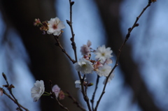 花見
