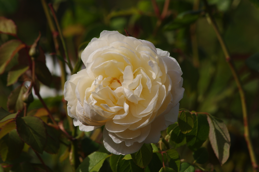 薔薇　2
