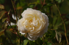 薔薇　2