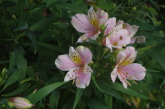 泉岳寺門前の花　1