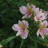 泉岳寺門前の花　1