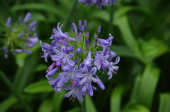 雨の中のアガバンサス　芝公園　７月