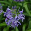 雨の中のアガバンサス　芝公園　７月