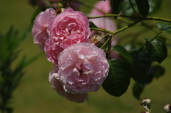 薔薇　8