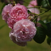 薔薇　8