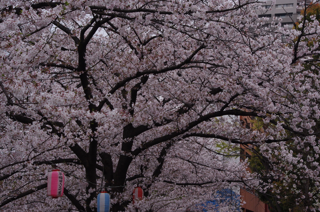 桜　3