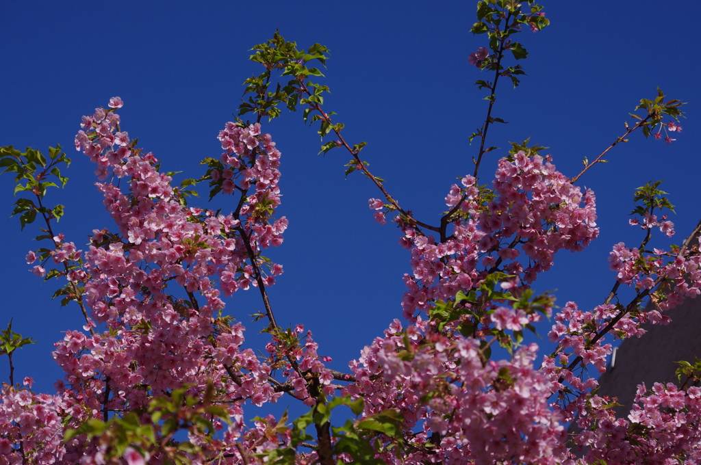 河津桜　6