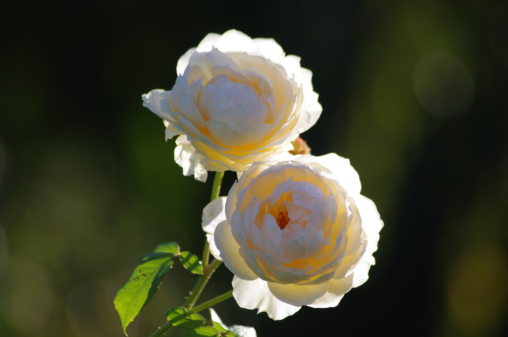 薔薇　15　山下公園　１０月