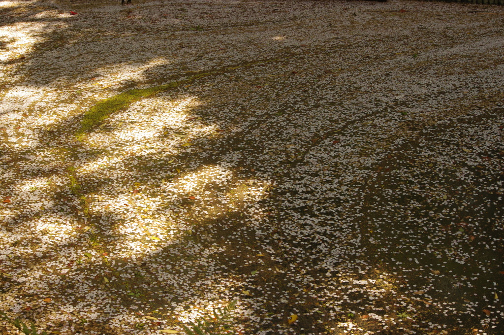 花模様　小石川後楽園