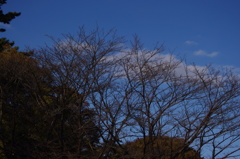 冬の樹木と青空