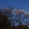 冬の樹木と青空