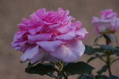 薔薇　7　芝浦中央公園　5月初め
