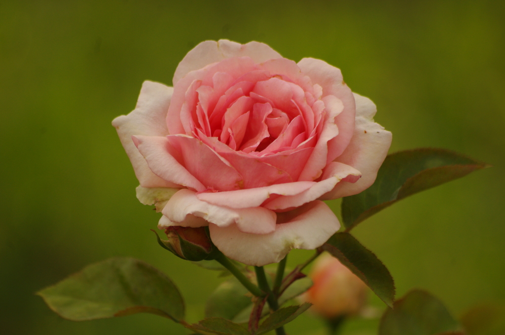 梅雨時の薔薇　日比谷公園　６月半ば
