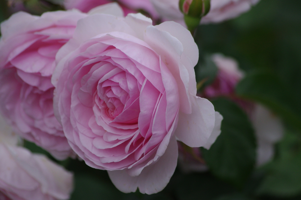 薔薇　22　港が見える丘公園　5月