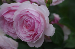 薔薇　22　港が見える丘公園　5月