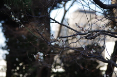 梅は咲いたか・・・・（皇居東御苑）　　白梅