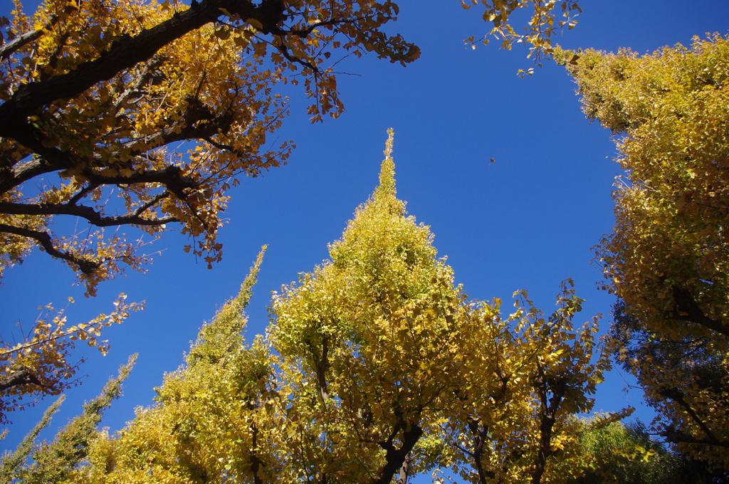 外苑　イチョウたちの会議