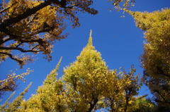 外苑　イチョウたちの会議