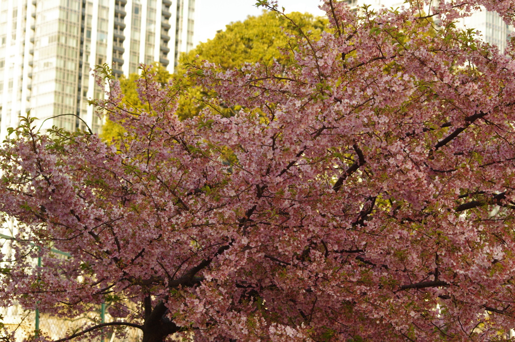 寒桜　1　高浜運河