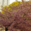 寒桜　1　高浜運河