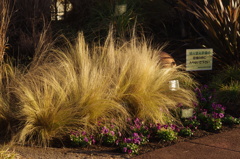 花壇　2　東品川海上公園屋上庭園