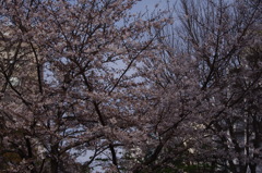 桜　2