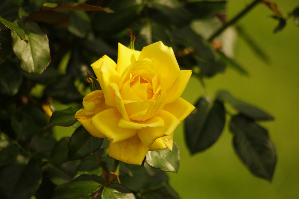 薔薇　1　日比谷公園　６月中旬