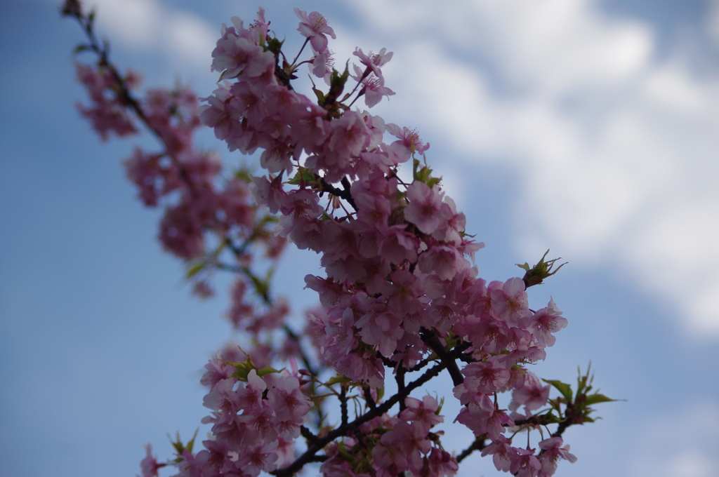 パークタワー東京の河津桜