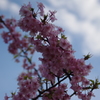 パークタワー東京の河津桜