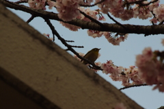 順番待ち？　日比谷公園