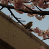 順番待ち？　日比谷公園