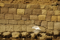 シロサギ　旧浜離宮庭園