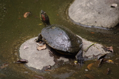 亀　旧古河庭園