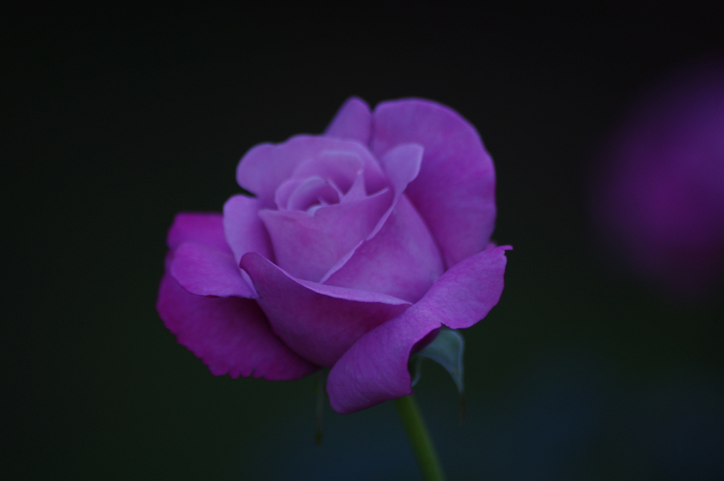 薔薇　8
