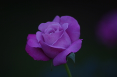 薔薇　8