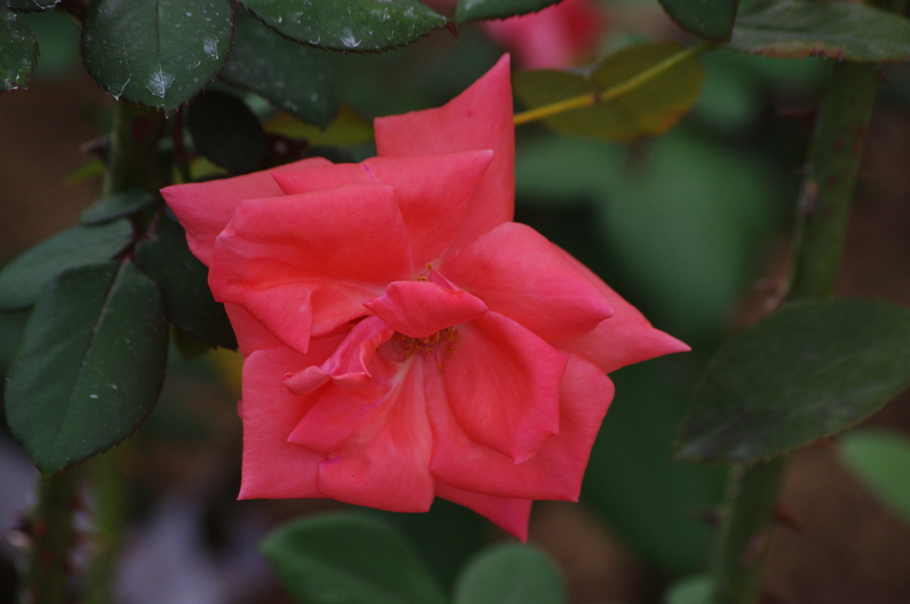 薔薇　17