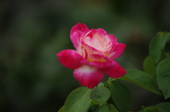 薔薇　1