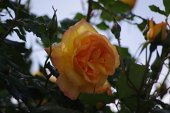 薔薇　4