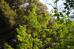 風景　1　野毛山動物園　１０月