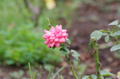 ９月の薔薇　日比谷公園　９月