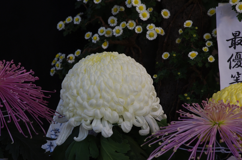 菊　11　日比谷公園　１１月