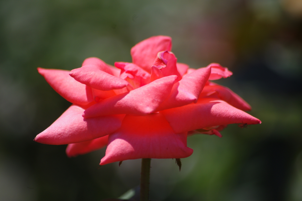 芝浦中央公園　薔薇　1　８月下旬