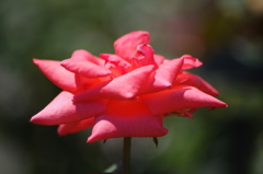 芝浦中央公園　薔薇　1　８月下旬